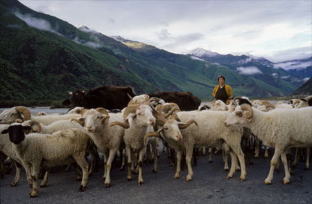 Shepherd in Eastern Tibet