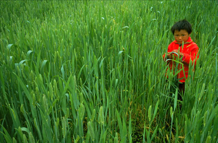 Highland Barley and Tibetan Child