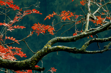Red Leaves JiuZhai Valley