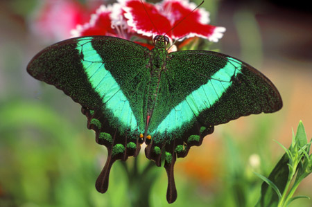 Emerald Swallow Tail butterfly