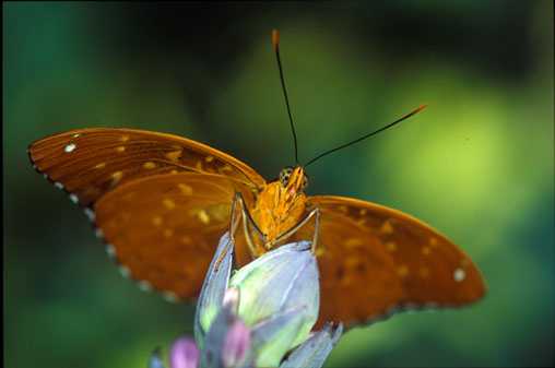 Archduke Butterfly