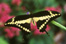 Orange Swallowtail Butterfly